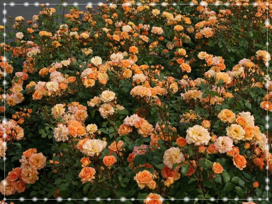 Bentheimer Gold róża rabatowa 